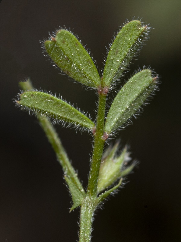 Vicia lathyroides.05