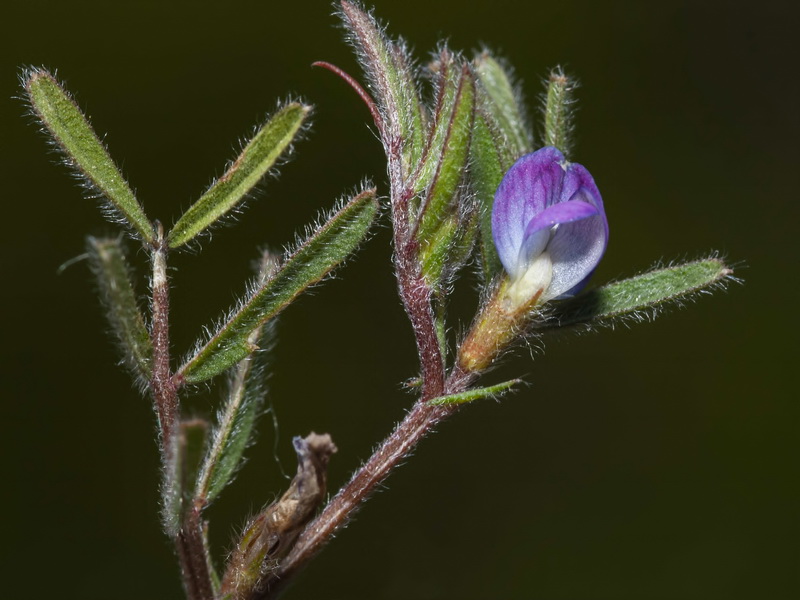 Vicia lathyroides.09