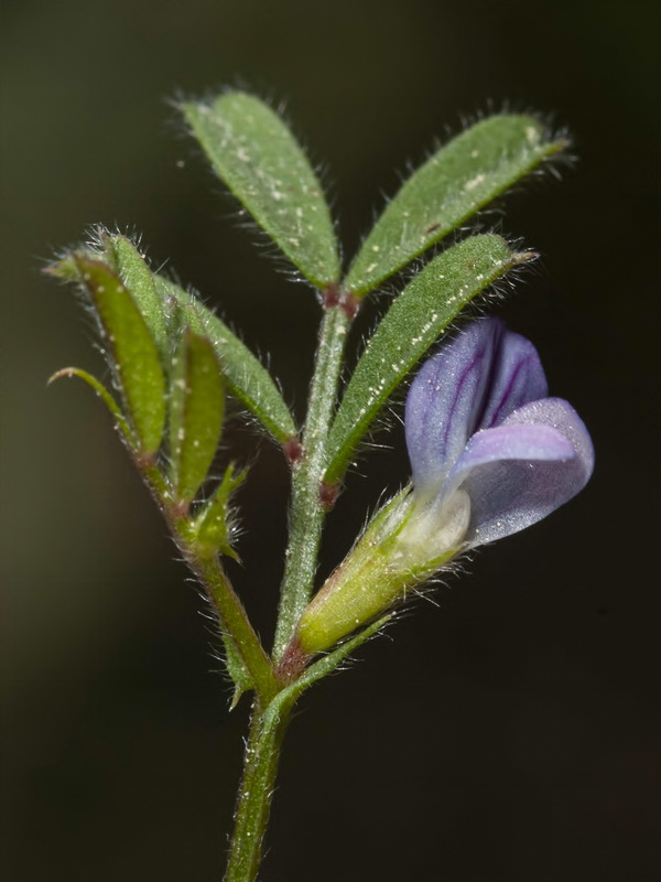 Vicia lathyroides.11