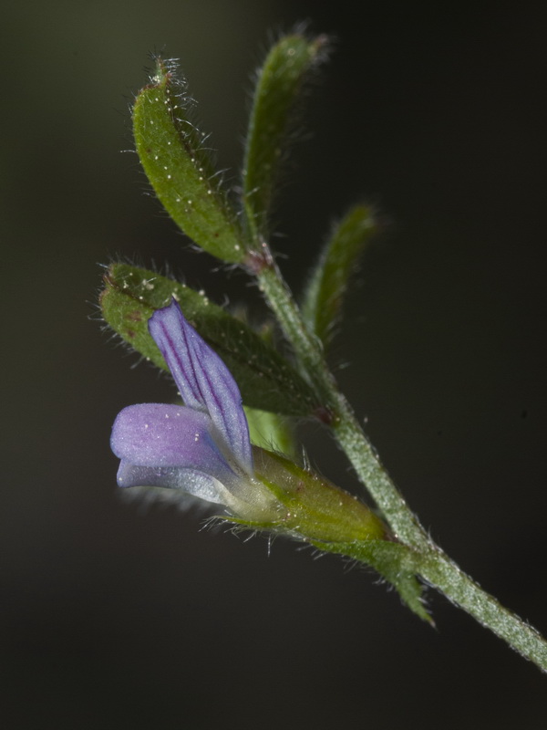 Vicia lathyroides.13