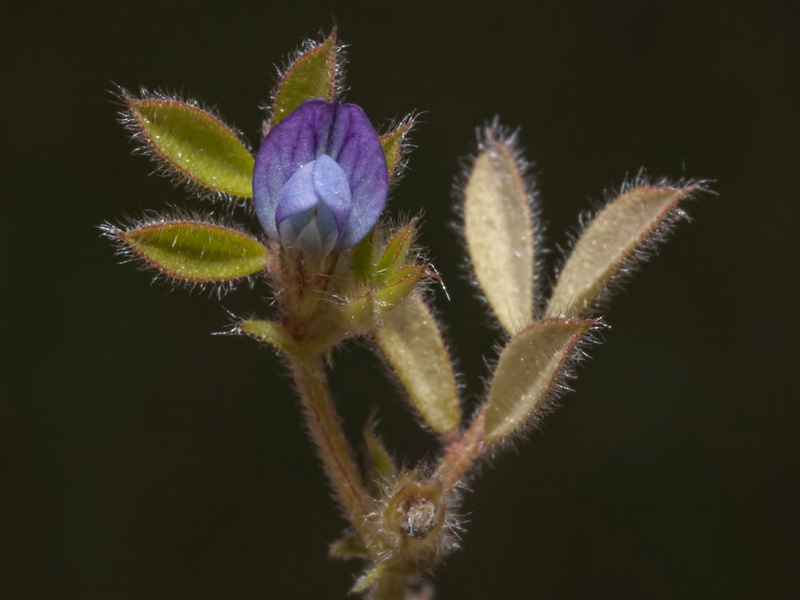 Vicia lathyroides.14