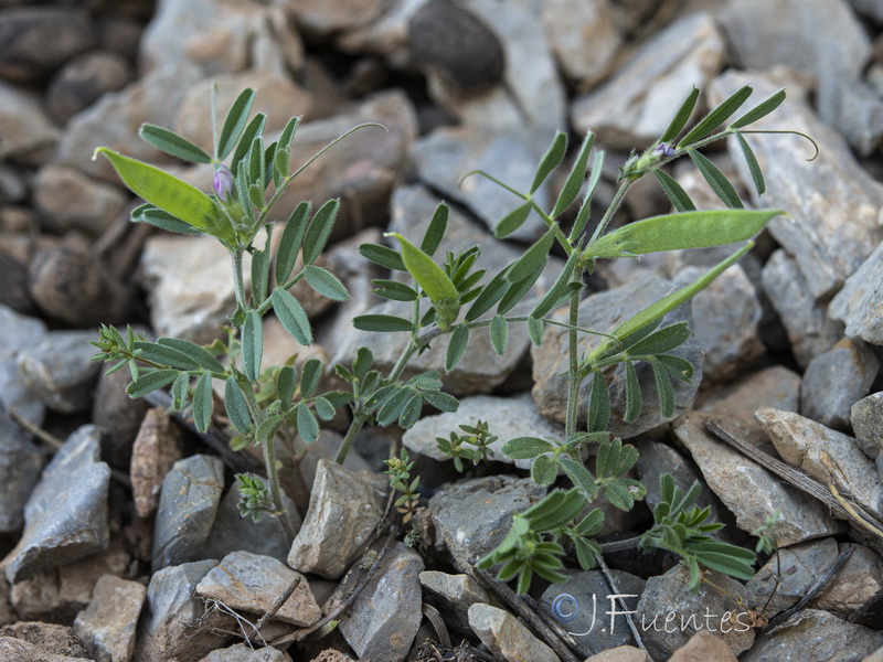 Vicia lathyroides.23