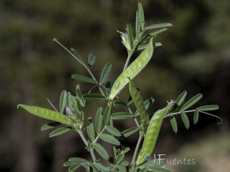 Vicia lathyroides.24