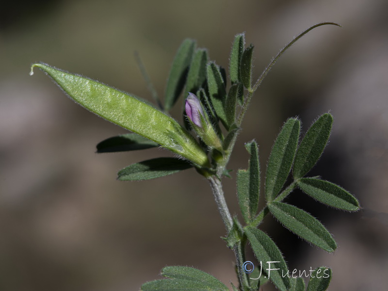 Vicia lathyroides.22