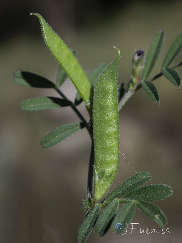 Vicia lathyroides.20