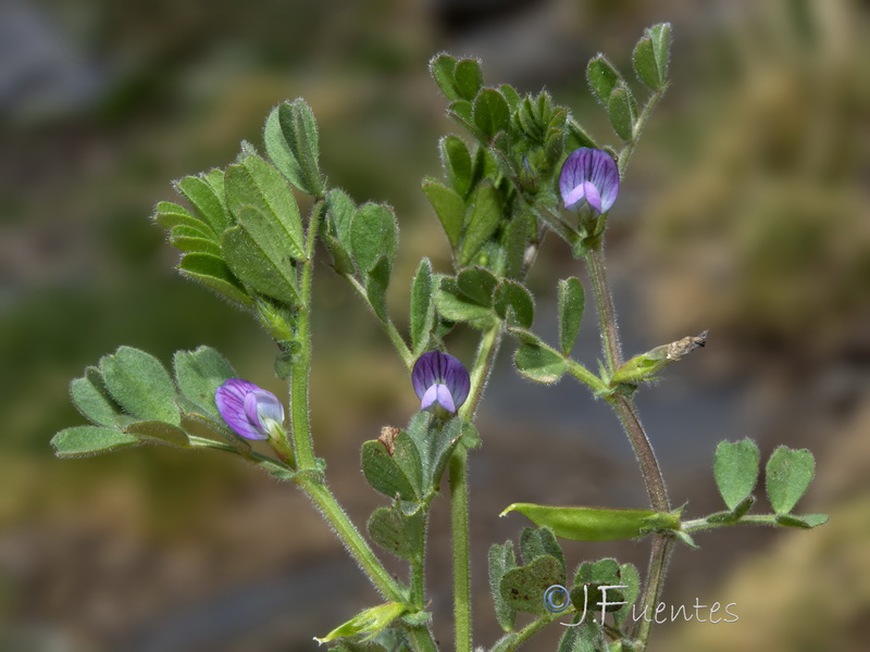 Vicia lathyroides.30