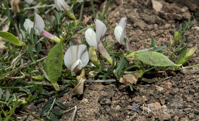 Vicia lutea cavanillesii.01