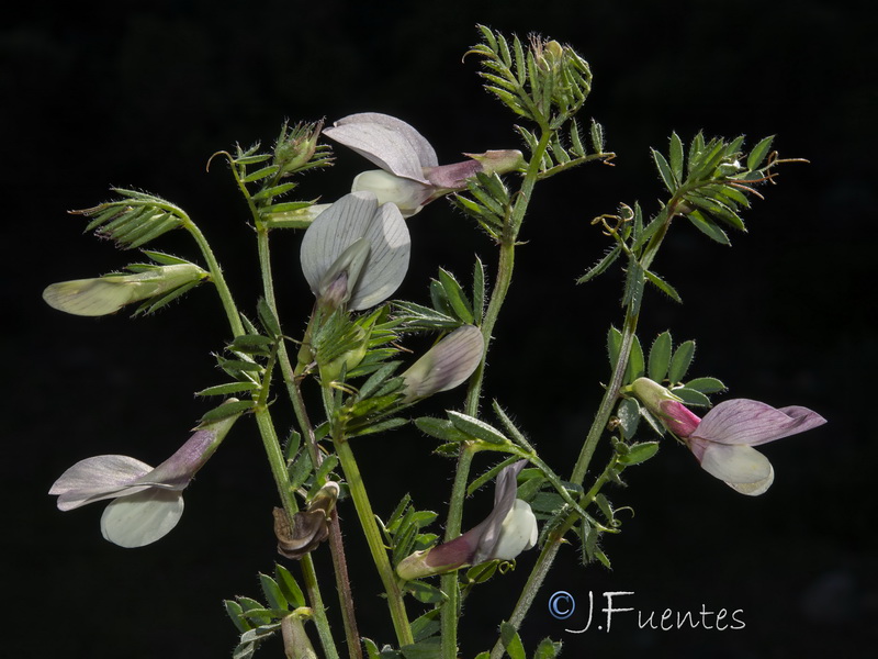 Vicia lutea cavanillesii.02