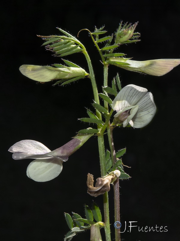 Vicia lutea cavanillesii.03