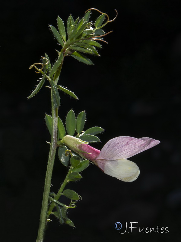 Vicia lutea cavanillesii.04