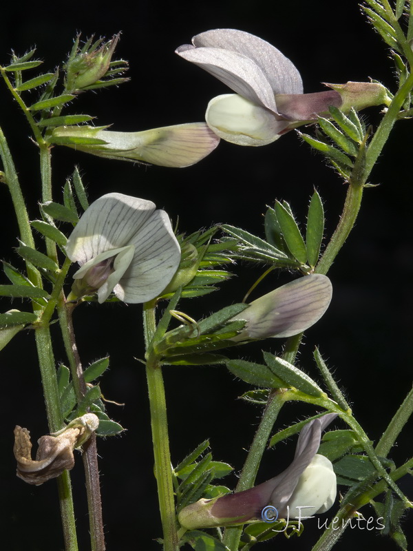 Vicia lutea cavanillesii.05