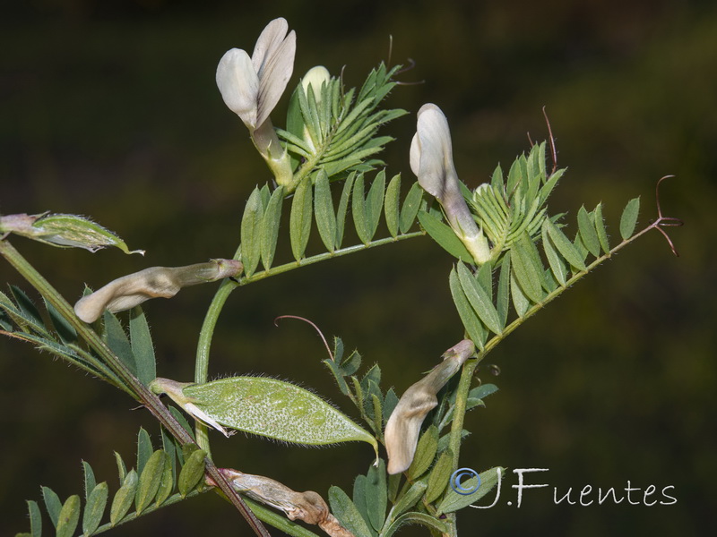 Vicia lutea lutea.01