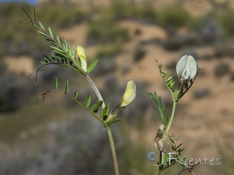 Vicia lutea lutea.02