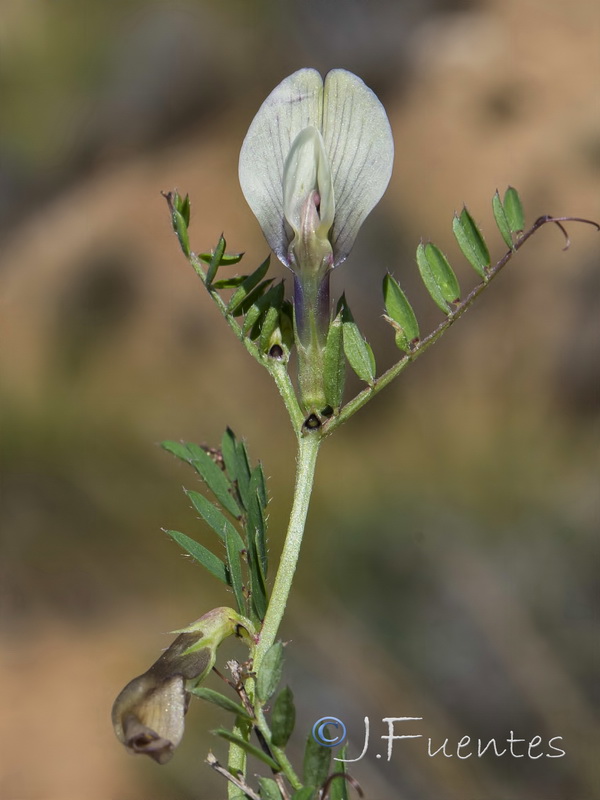 Vicia lutea lutea.04