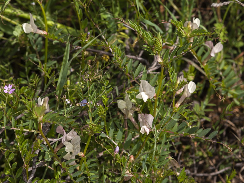 Vicia lutea lutea.05