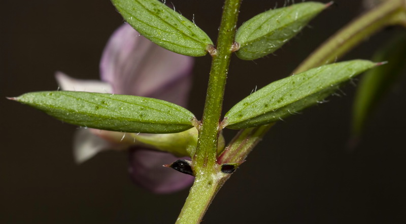 Vicia lutea lutea.07