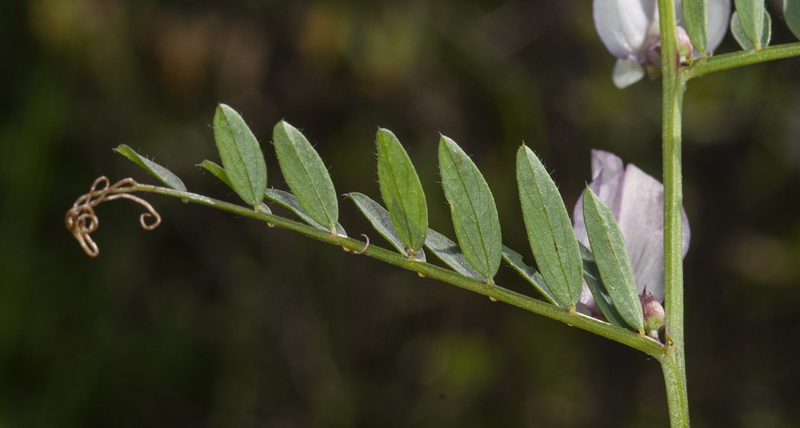 Vicia lutea lutea.09