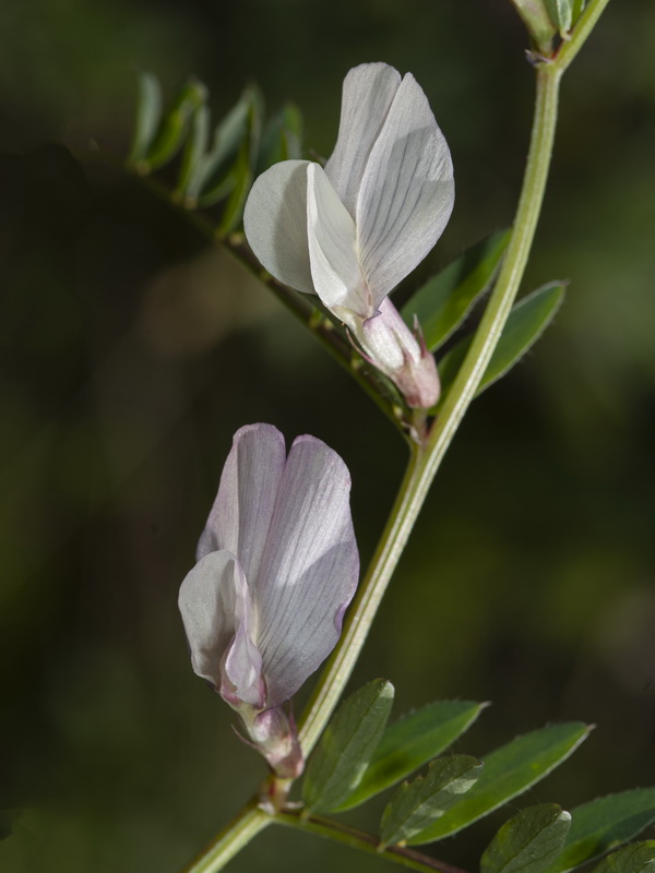 Vicia lutea lutea.10