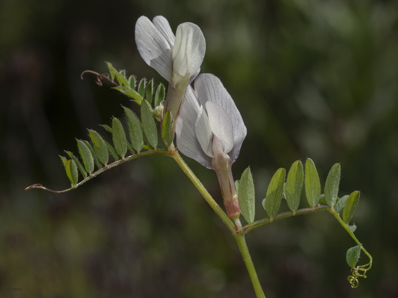 Vicia lutea lutea.13