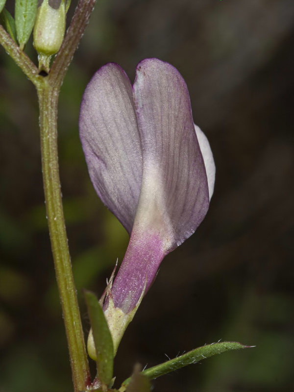 Vicia lutea lutea.17