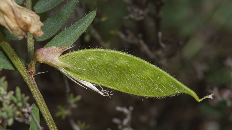 Vicia lutea lutea.20