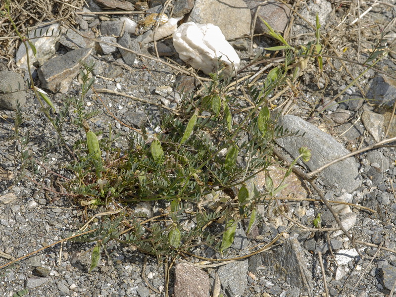 Vicia lutea lutea.21