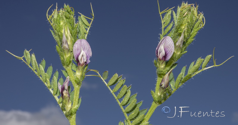 Vicia lutea vestita.01