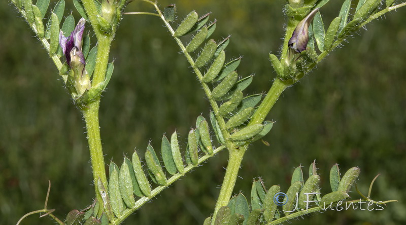 Vicia lutea vestita.02