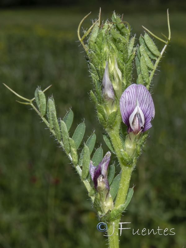 Vicia lutea vestita.03