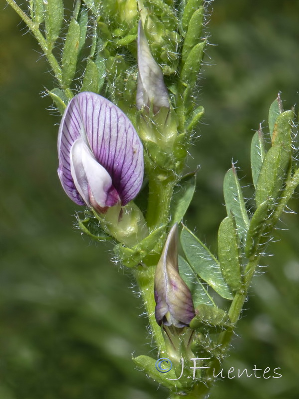 Vicia lutea vestita.04