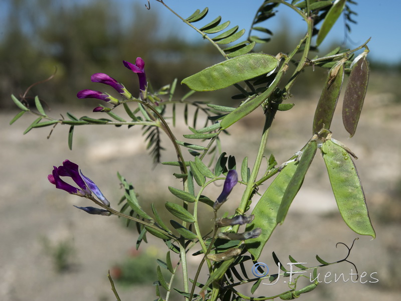 Vicia monantha calcarata.01