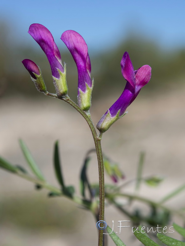 Vicia monantha calcarata.02