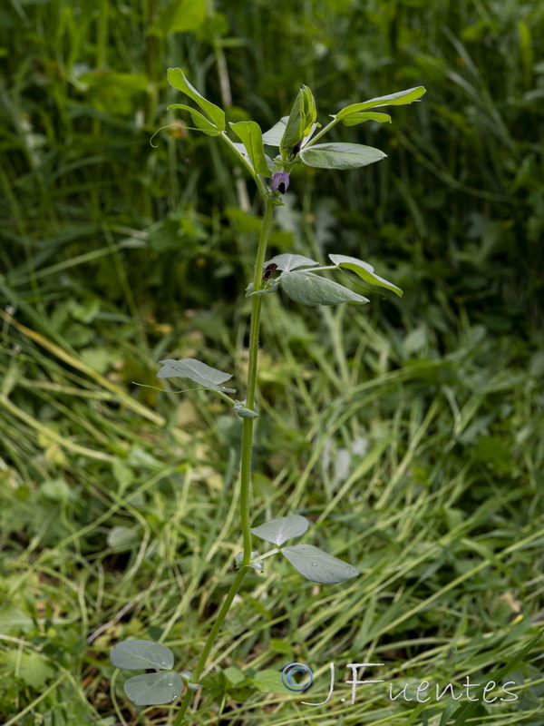 Vicia narbonensis.01