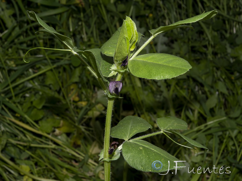 Vicia narbonensis.02