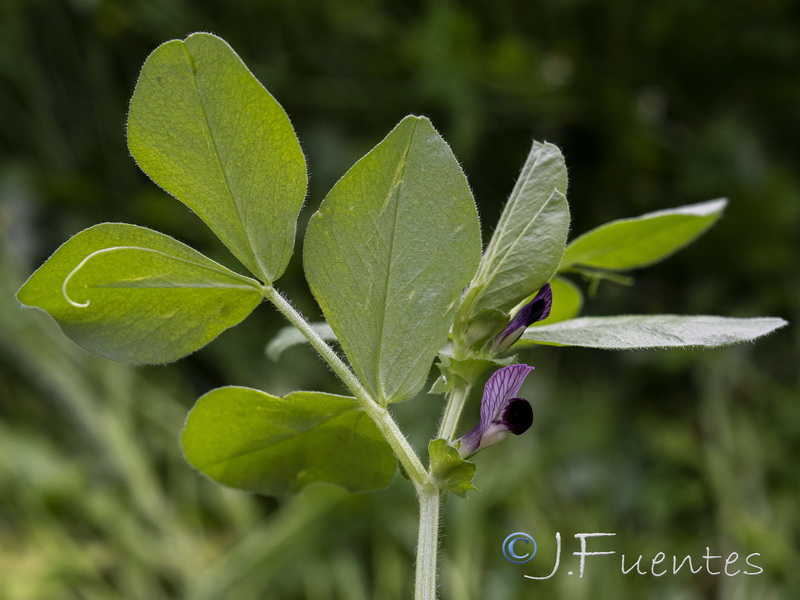 Vicia narbonensis.03