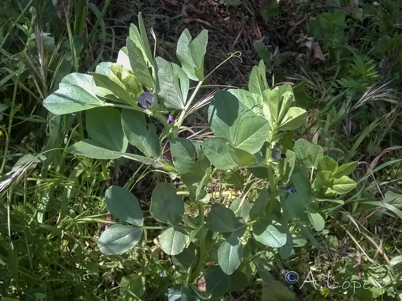 Vicia narbonensis.04