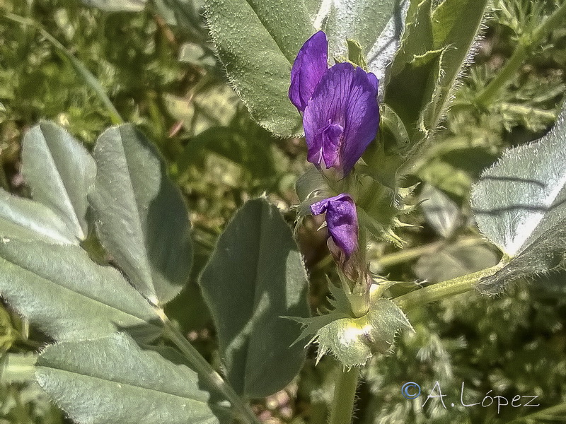 Vicia narbonensis.06