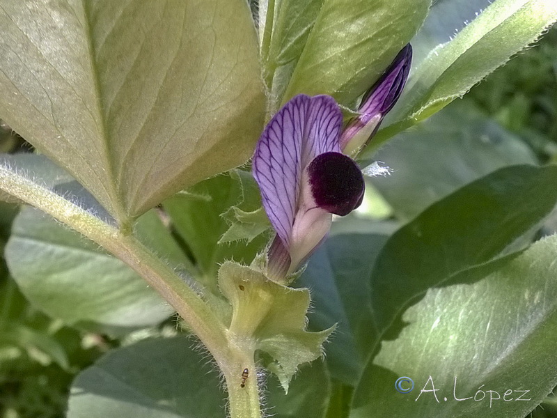 Vicia narbonensis.08