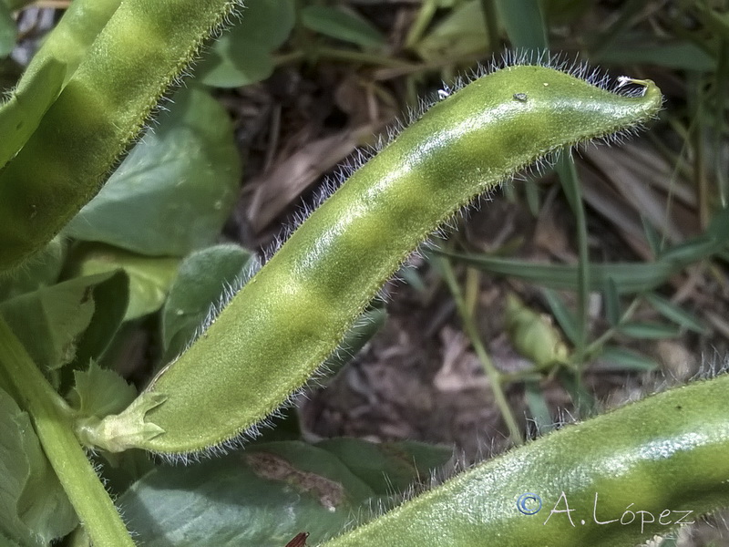 Vicia narbonensis.09