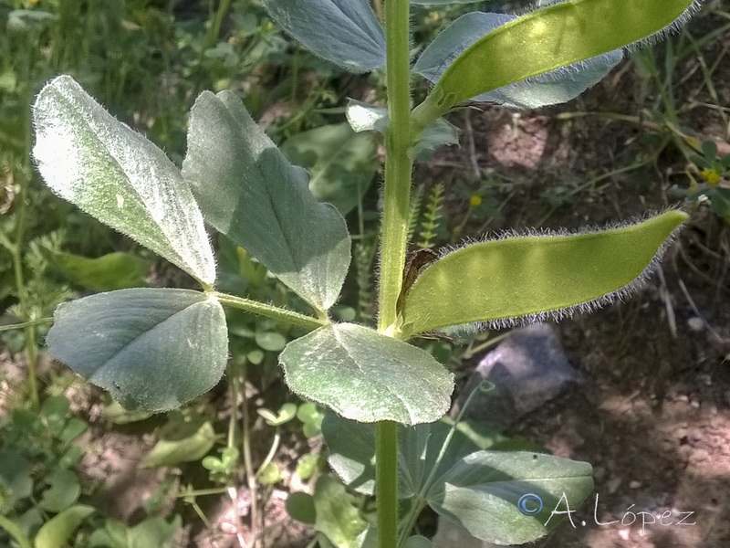 Vicia narbonensis.11