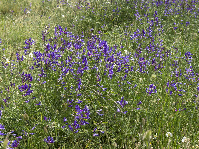 Vicia onobrychioides.01