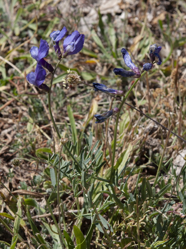 Vicia onobrychioides.02
