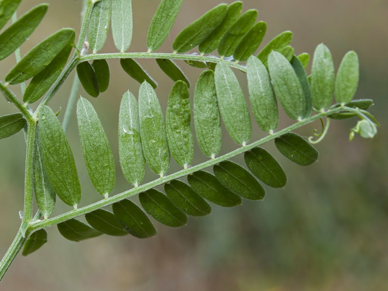 Vicia onobrychioides.03