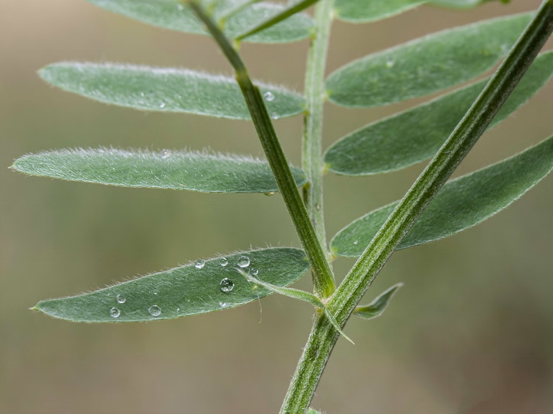 Vicia onobrychioides.05