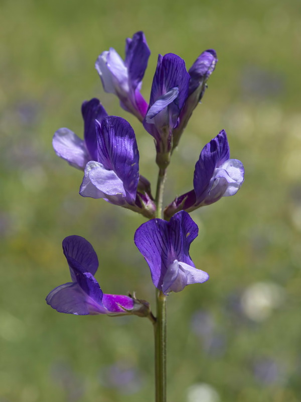 Vicia onobrychioides.06