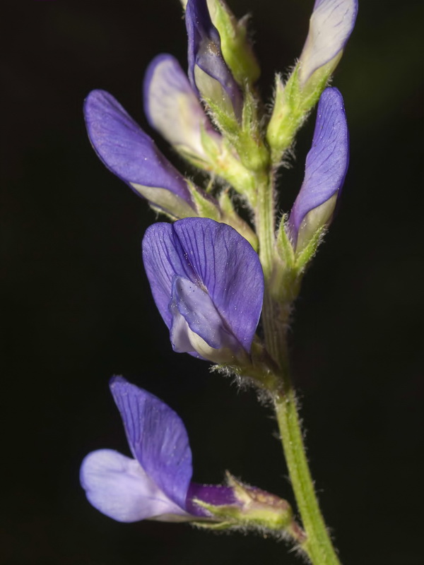 Vicia onobrychioides.08