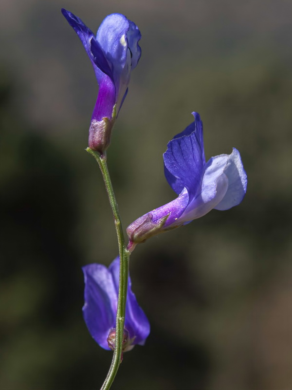 Vicia onobrychioides.11