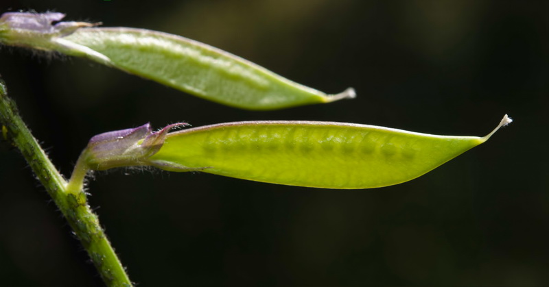 Vicia onobrychioides.13