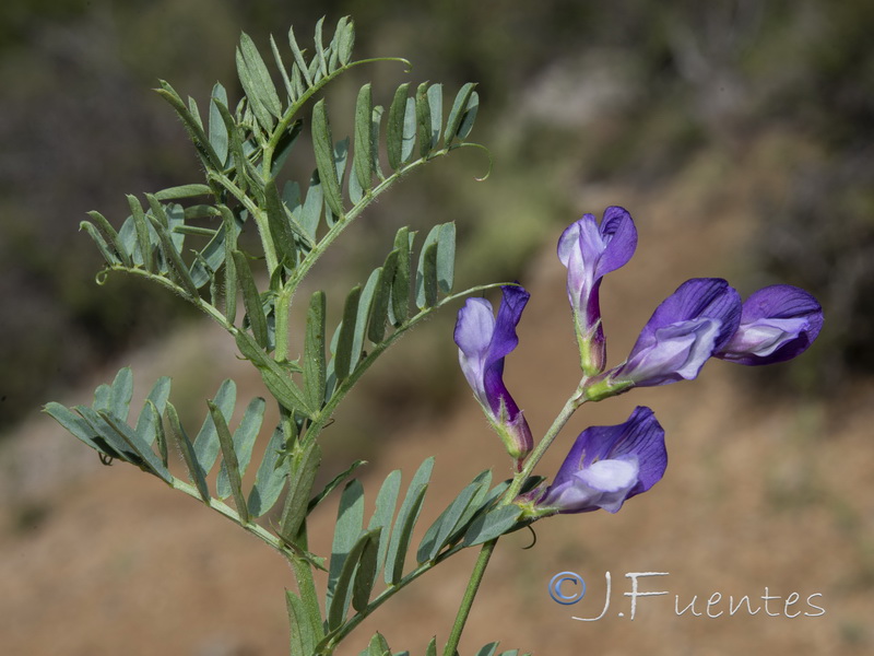 Vicia onobrychioides.18