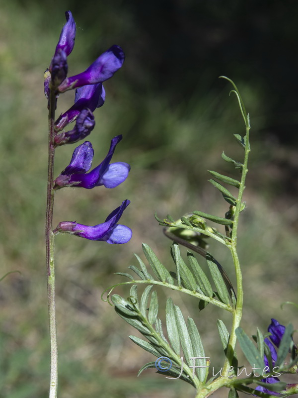 Vicia onobrychioides.20